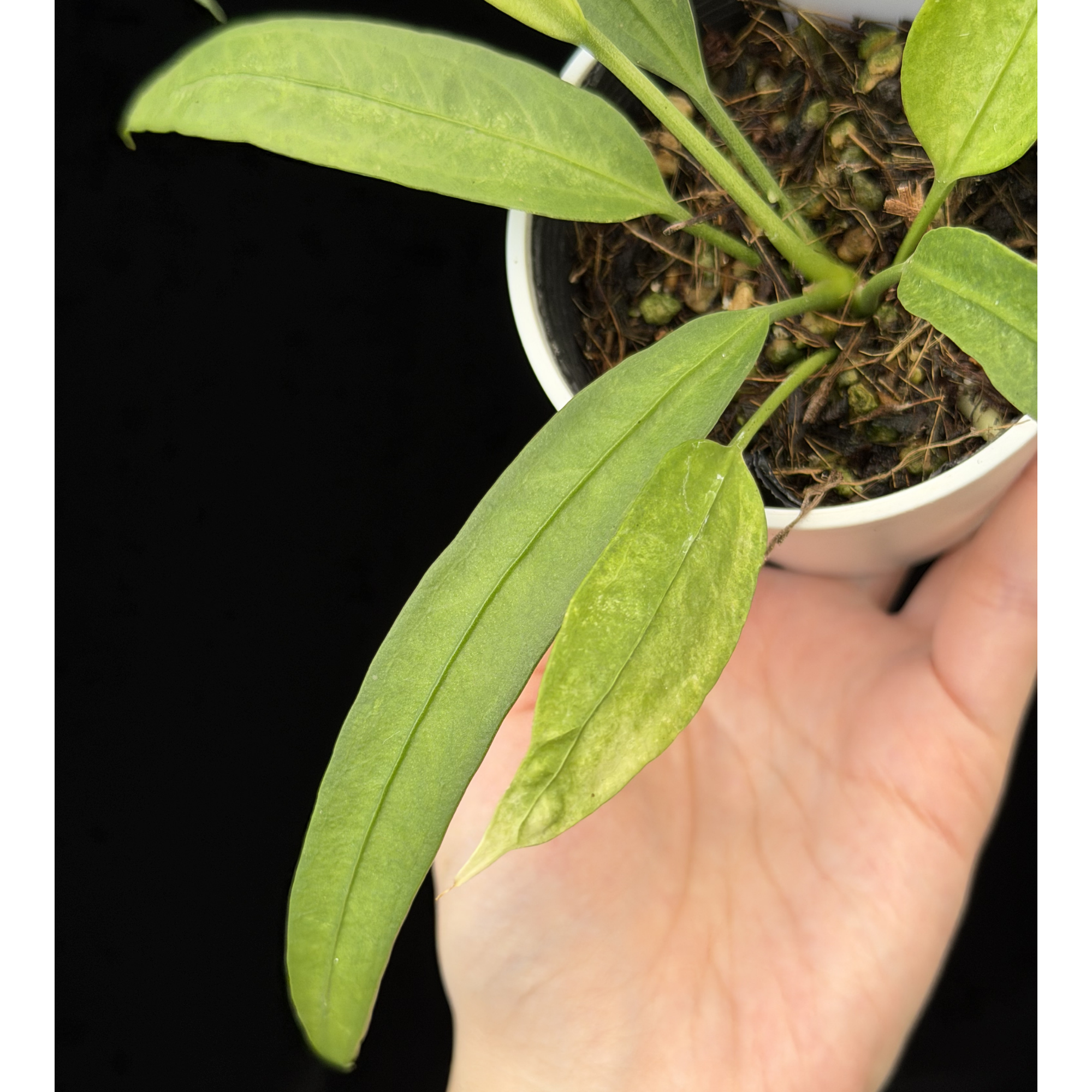 KN アンスリューム(ベニウチワ属） ビッタリフォリューム（ANTHURIUM