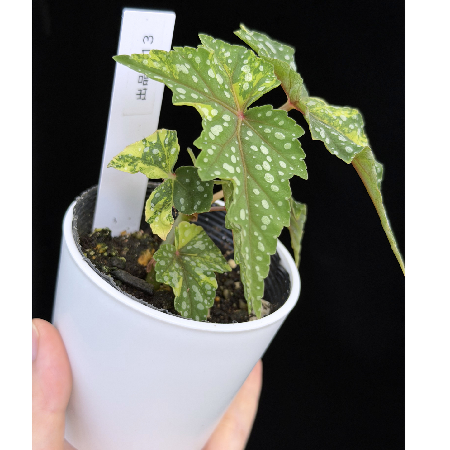 【一点もの】ベゴニア 出雲の煌星 斑入り Izumo no Kiraboshi variegated 希少 激レア