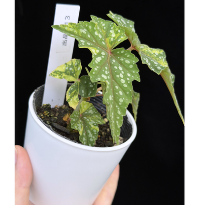 【一点もの】ベゴニア 出雲の煌星 斑入り Izumo no Kiraboshi variegated 希少 激レア