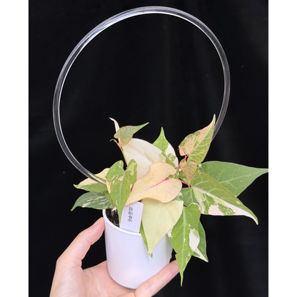 【一点もの】ファロピア マルチフローラ 斑入り クリア支柱Mサイズ仕立て Fallopia multiflora 'Variegata'　6