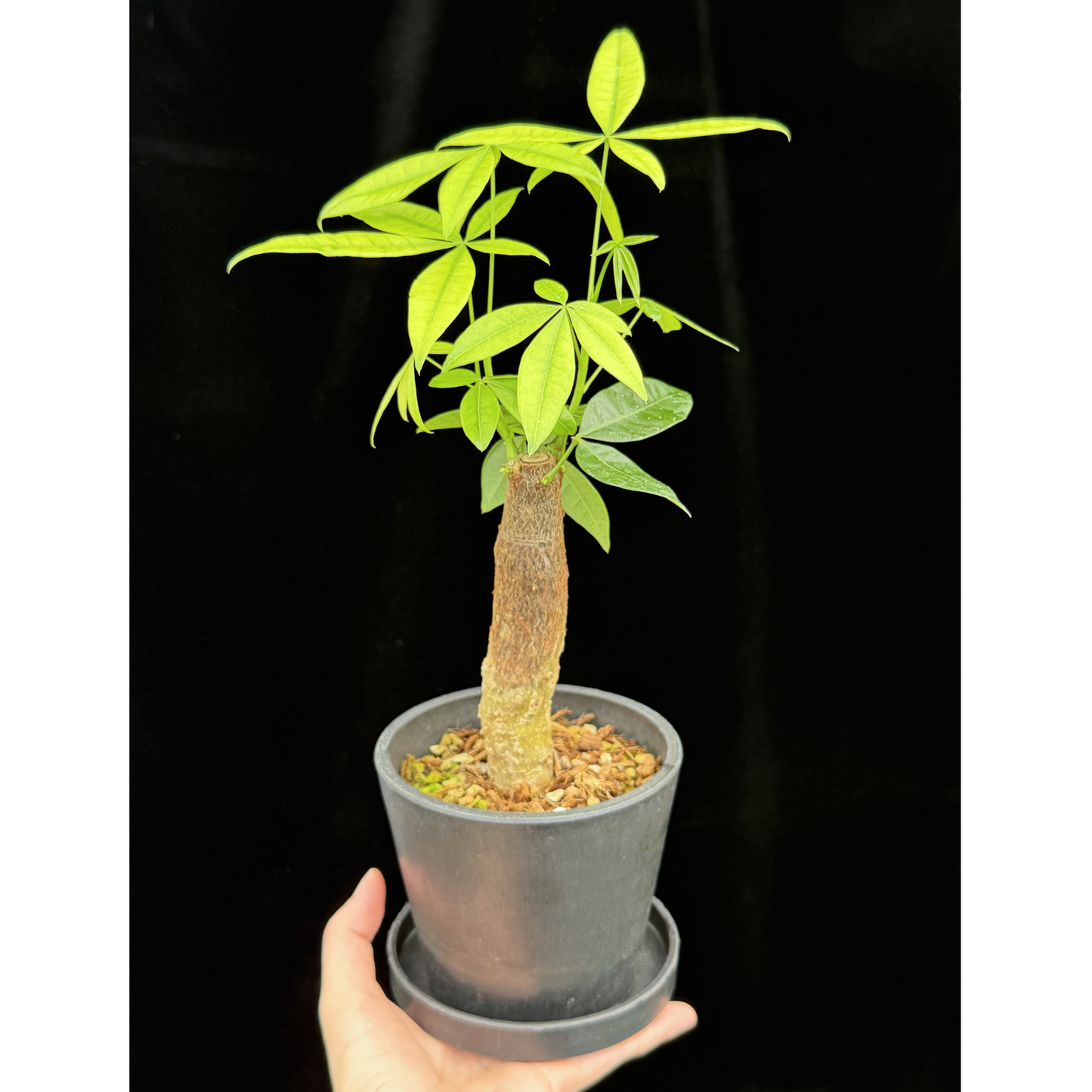 【一点もの】パキラ 4号 BLACK PLASTIC POT 受け皿付き ねこチップ