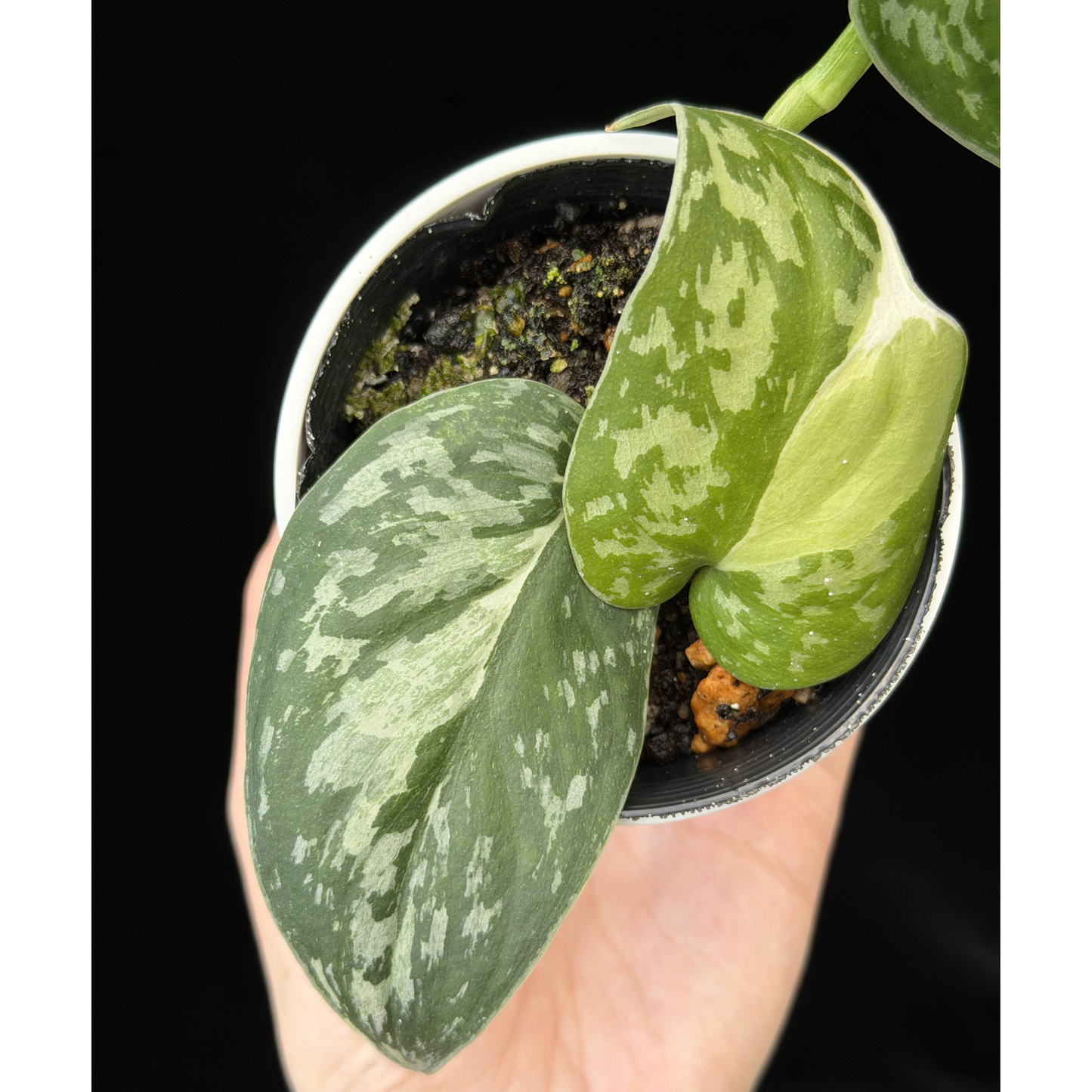 【一点もの】スキンダプサス ピクタス マヤリ Scindapsus Pictus variegata “Mayari “