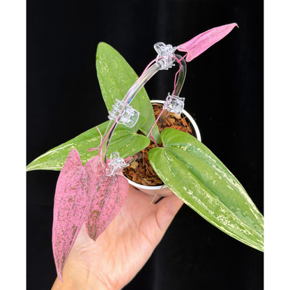 【一点もの】Dioscorea garrettii ‘Pixel’  クリア支柱Sサイズ仕立て ねこチップSS植え 激レア