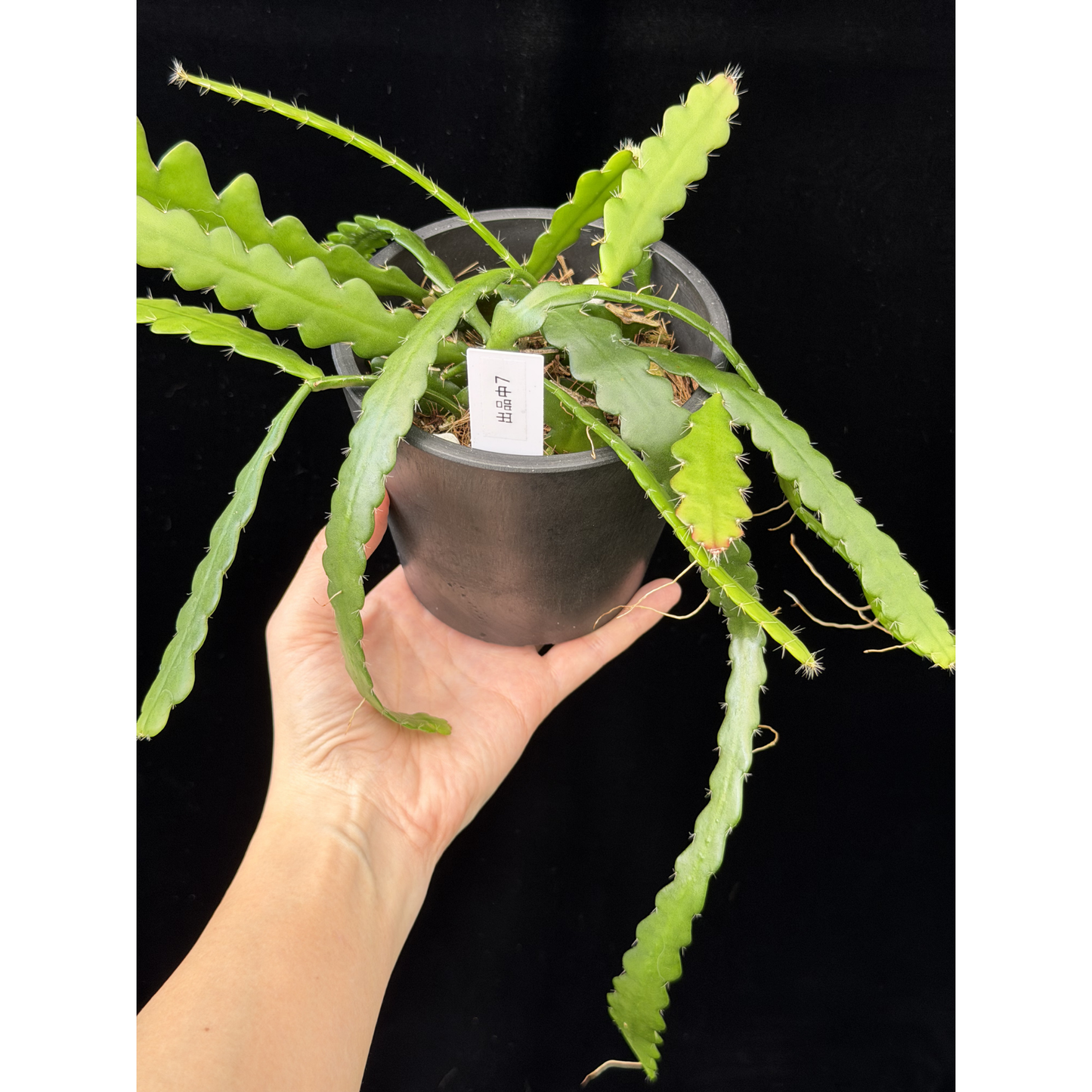 【一点もの】フィッシュボーンカクタス エビフィラム アングリガー 4号 プラスチック鉢 BLACK PLASTIC POT 受け皿付き 7