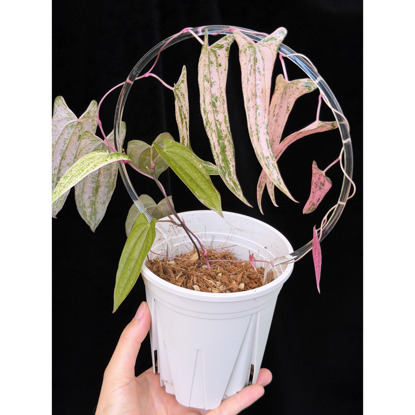 【一点もの】Dioscorea garrettii ‘Pixel’　ねこチップSS植え 激レア