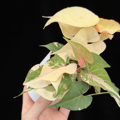 【一点もの販売】ファロピア マルチフローラ 斑入り Fallopia multiflora 'Variegata'