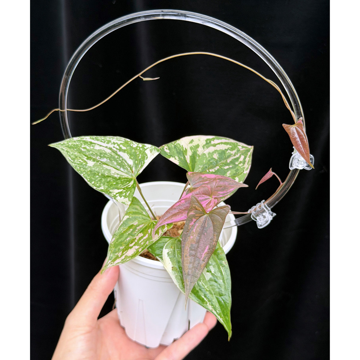 【一点もの】Dioscorea garrettii ‘Crystal’ ディオスコレア ‘クリスタル’ ねこチップSS植え 激レア