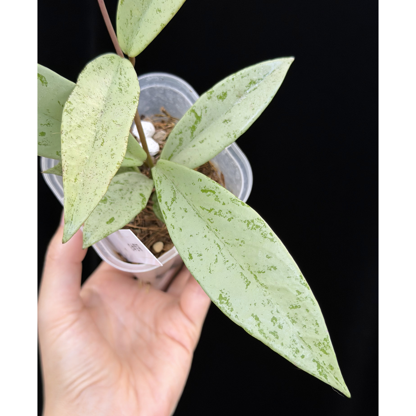 【一点もの】ホヤ プビカリクス シルバーゴースト Hoya Pubicalyx silver ghost 3号 スリット鉢 希少 レア ねこチップ 3