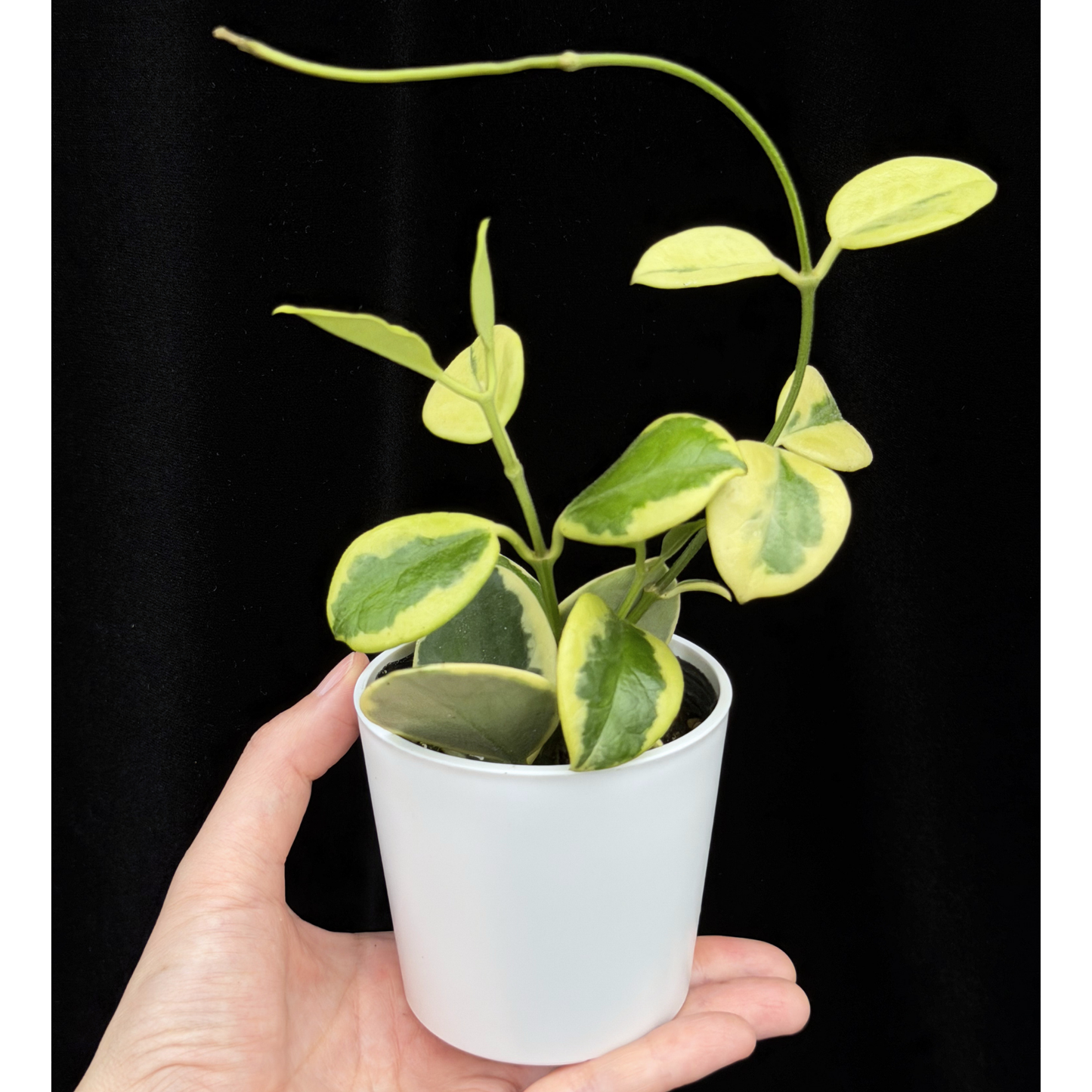 【一点もの】ホヤ オーストラリス ホワイトマージン Hoya australis 'White Margin'