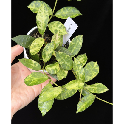【一点もの】ホヤ ラクノーサ アマリーロ Hoya lacunosa 'Amarillo'  希少 レア 13