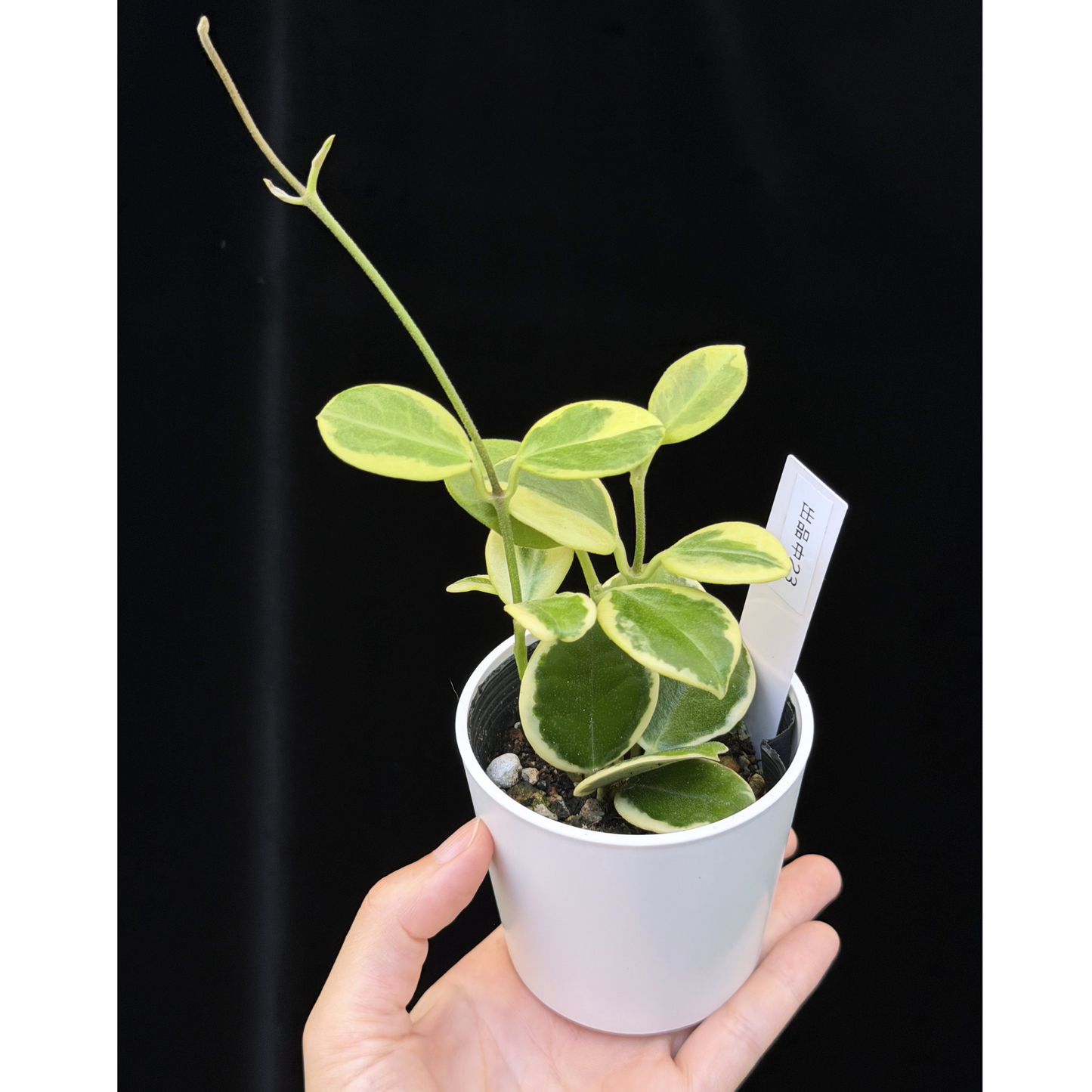 【一点もの】ホヤ オーストラリス ホワイトマージン Hoya australis 'White Margin' 23