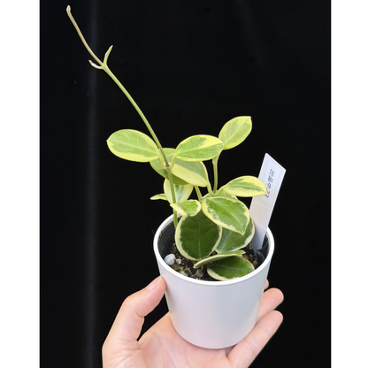 【一点もの】ホヤ オーストラリス ホワイトマージン Hoya australis 'White Margin' 23