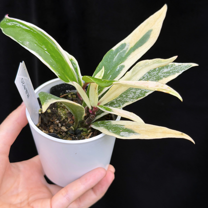 【一点もの】ホヤ プビカリクス ピンクシルバー アルボマギナータ スプラッシュ Hoya Pubicalyx pink silver albomarginata splash 希少 レア