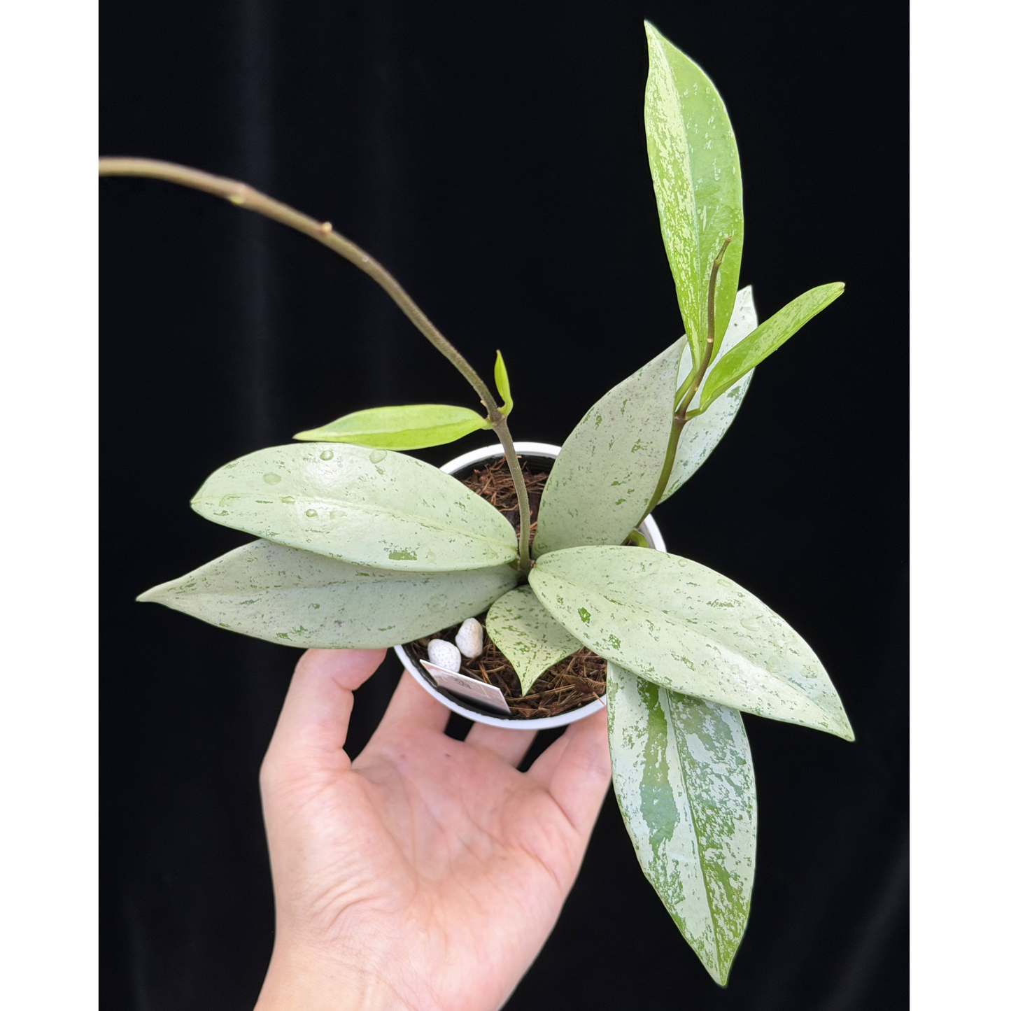 【一点もの】ホヤ プビカリクス シルバーゴースト Hoya Pubicalyx silver ghost 希少 レア ねこチップ 7