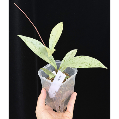 【一点もの】ホヤ プビカリクス シルバーゴースト Hoya Pubicalyx silver ghost 3号 スリット鉢 希少 レア ねこチップ 3
