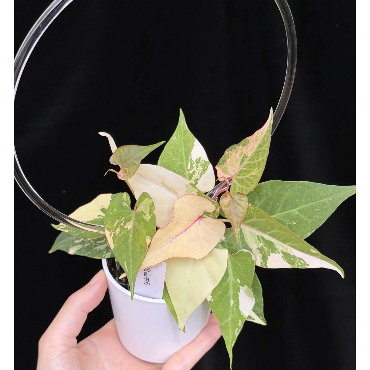 【一点もの】ファロピア マルチフローラ 斑入り クリア支柱Mサイズ仕立て Fallopia multiflora 'Variegata'　6