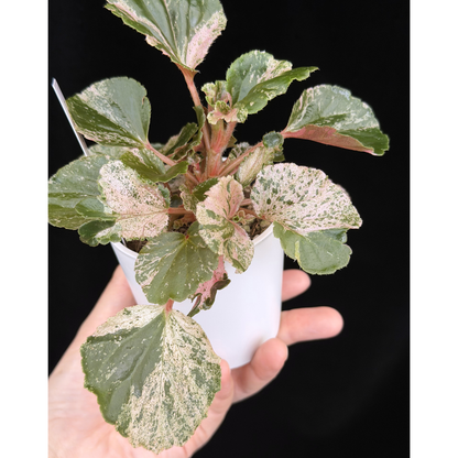 【一点もの】ベゴニア ククラータ ピンク斑入り begonia cucullata Pink variegated 希少 レア 9
