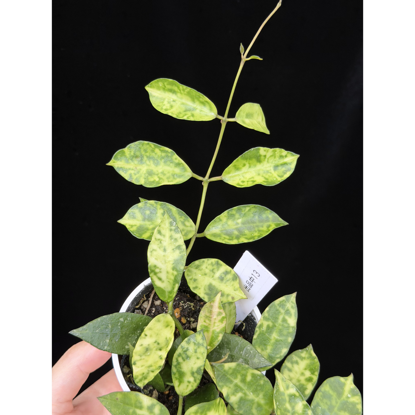 【一点もの】ホヤ ラクノーサ アマリーロ Hoya lacunosa 'Amarillo'  希少 レア 13