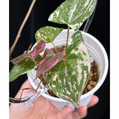 【一点もの】Dioscorea garrettii ‘Crystal’ ディオスコレア ‘クリスタル’ ねこチップSS植え 激レア
