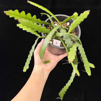 【一点もの】フィッシュボーンカクタス エビフィラム アングリガー 4号 プラスチック鉢 BLACK PLASTIC POT 受け皿付き 7