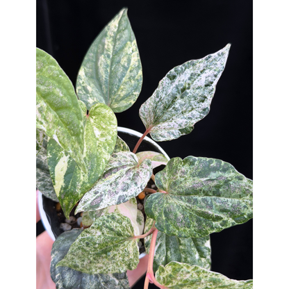 【一点もの】Piper sylvaticum variegated  ピペル シルバティクム 斑入り