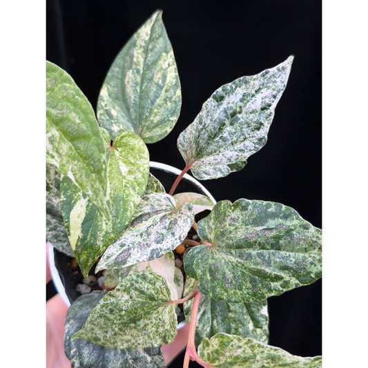 【一点もの】Piper sylvaticum variegated  ピペル シルバティクム 斑入り
