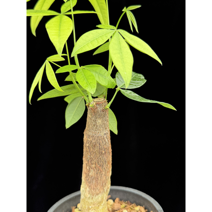 【一点もの】パキラ 4号 BLACK PLASTIC POT 受け皿付き ねこチップ