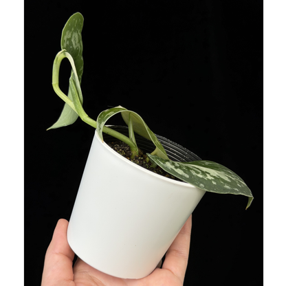 【一点もの】スキンダプサス ピクタス マヤリ Scindapsus Pictus variegata “Mayari “