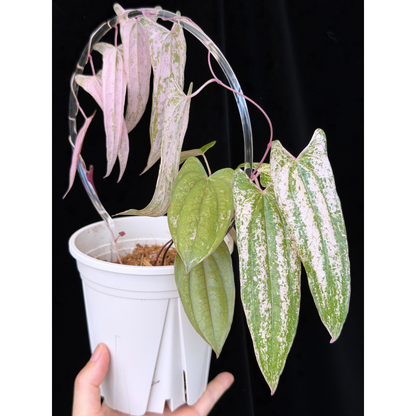 【一点もの】Dioscorea garrettii ‘Pixel’　ねこチップSS植え 激レア