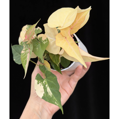 【一点もの販売】ファロピア マルチフローラ 斑入り Fallopia multiflora 'Variegata'