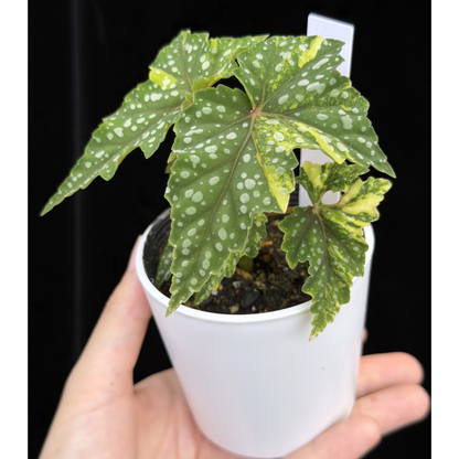 【一点もの】ベゴニア 出雲の煌星 斑入り Izumo no Kiraboshi variegated 希少 激レア