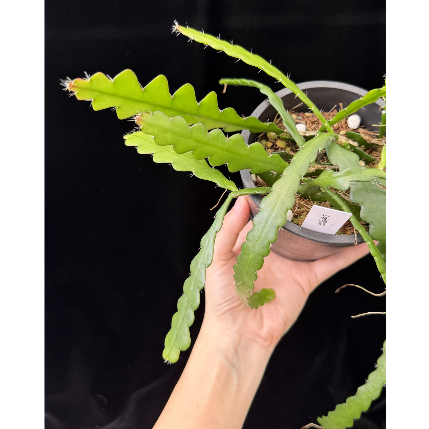 【一点もの】フィッシュボーンカクタス エビフィラム アングリガー 4号 プラスチック鉢 BLACK PLASTIC POT 受け皿付き 7