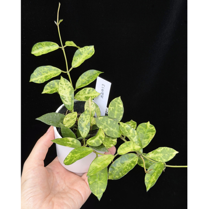 【一点もの】ホヤ ラクノーサ アマリーロ Hoya lacunosa 'Amarillo'  希少 レア 13