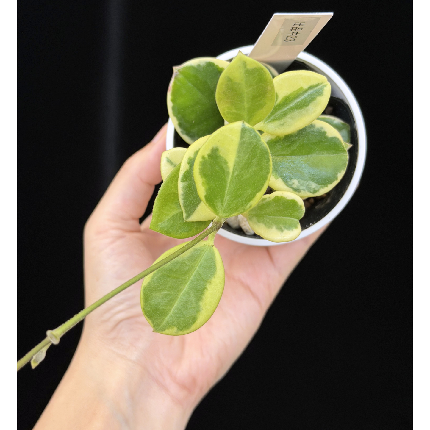 【一点もの】ホヤ オーストラリス ホワイトマージン Hoya australis 'White Margin' 23