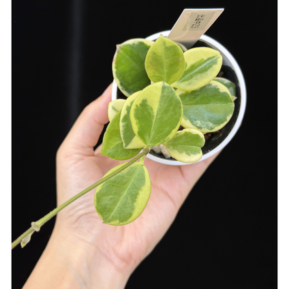 【一点もの】ホヤ オーストラリス ホワイトマージン Hoya australis 'White Margin' 23