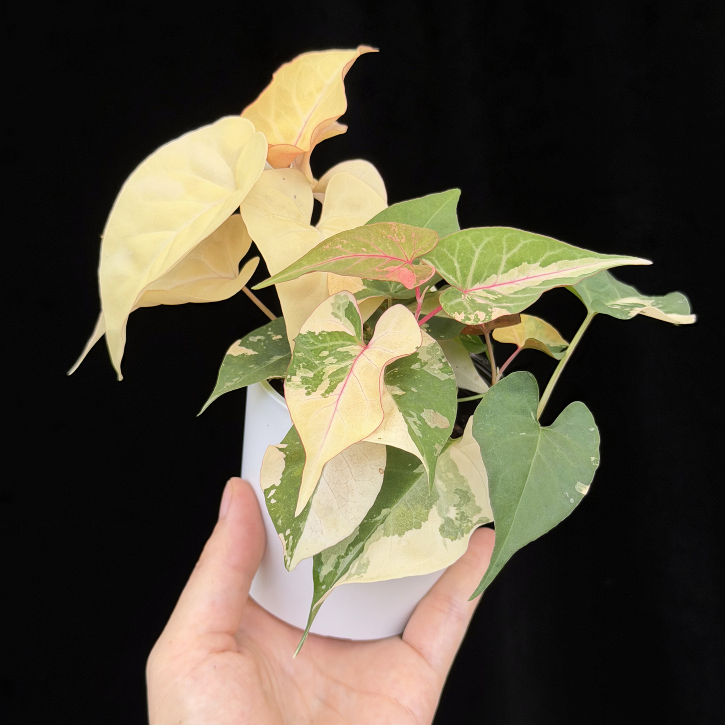 【一点もの販売】ファロピア マルチフローラ 斑入り Fallopia multiflora 'Variegata'
