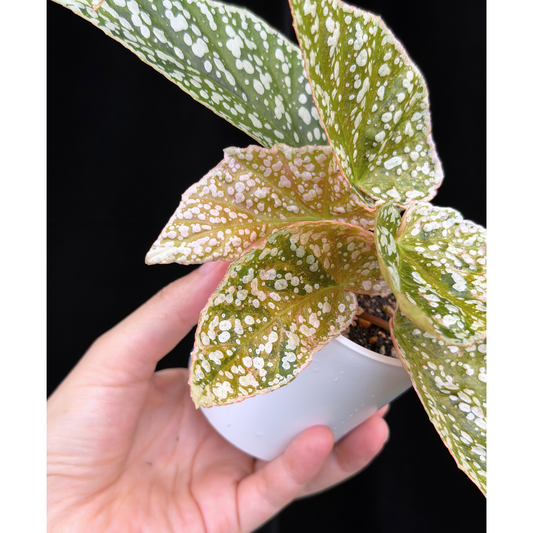 【一点もの】ベゴニア スノーキャップド ピンク斑入り Begonia Snow Capped variegata