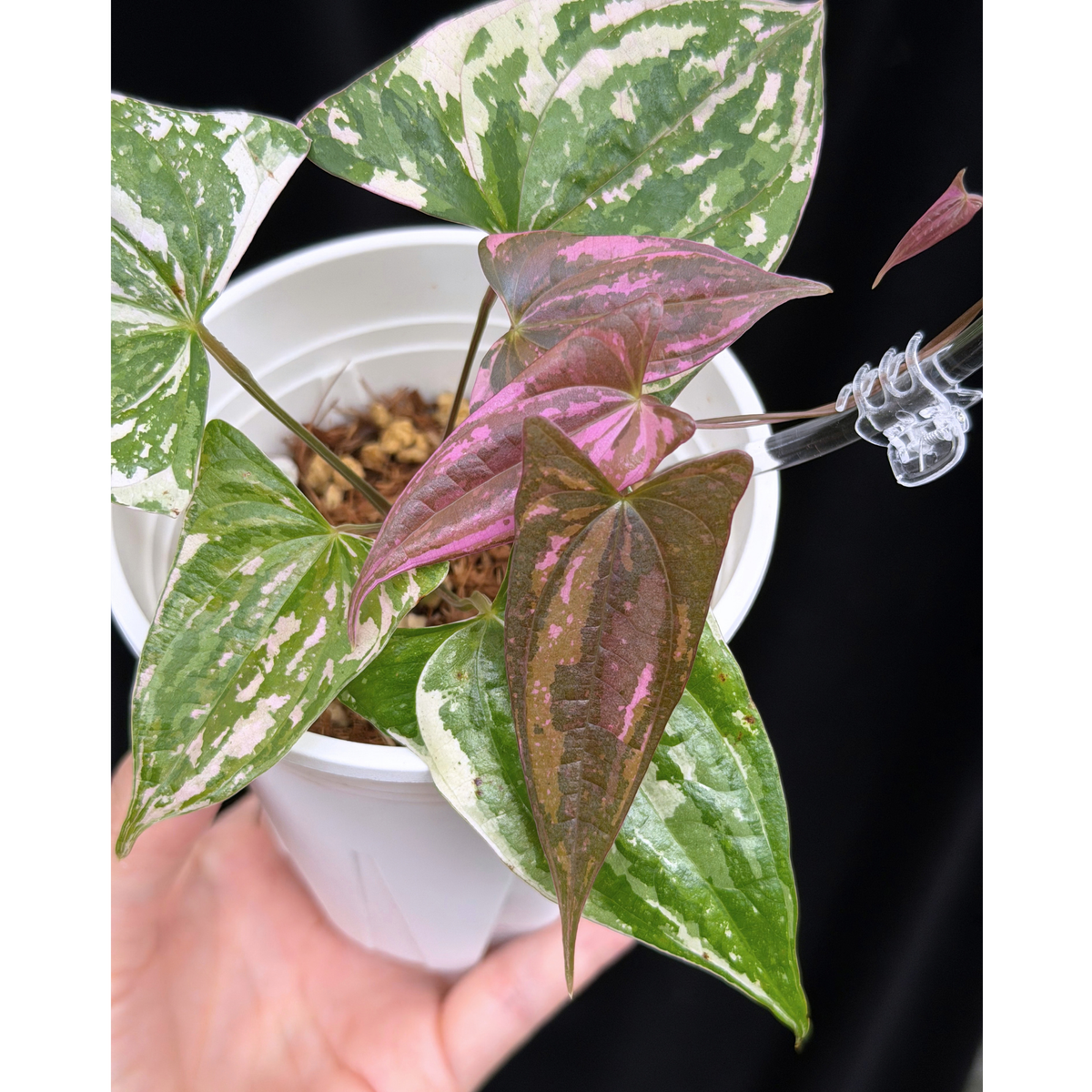 【一点もの】Dioscorea garrettii ‘Crystal’ ディオスコレア ‘クリスタル’ ねこチップSS植え 激レア