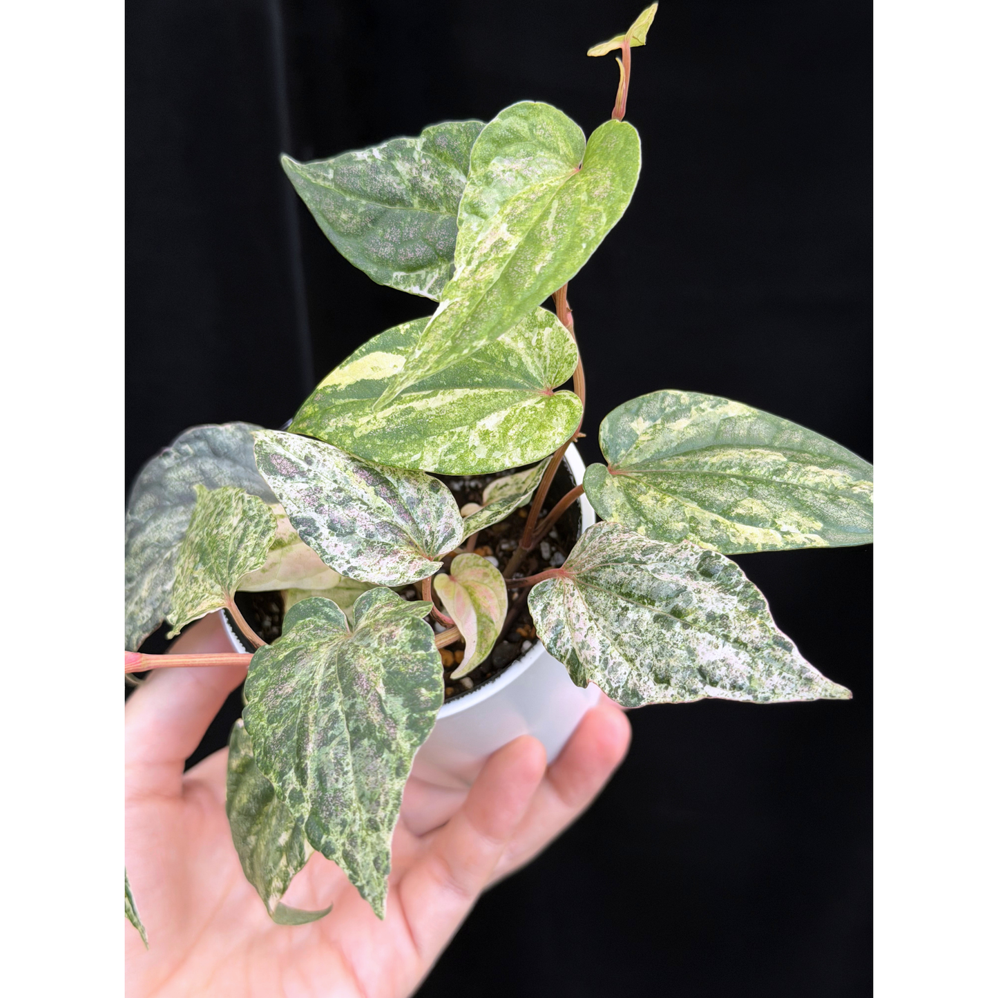 【一点もの】Piper sylvaticum variegated  ピペル シルバティクム 斑入り