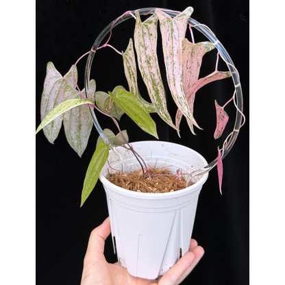 【一点もの】Dioscorea garrettii ‘Pixel’　ねこチップSS植え 激レア