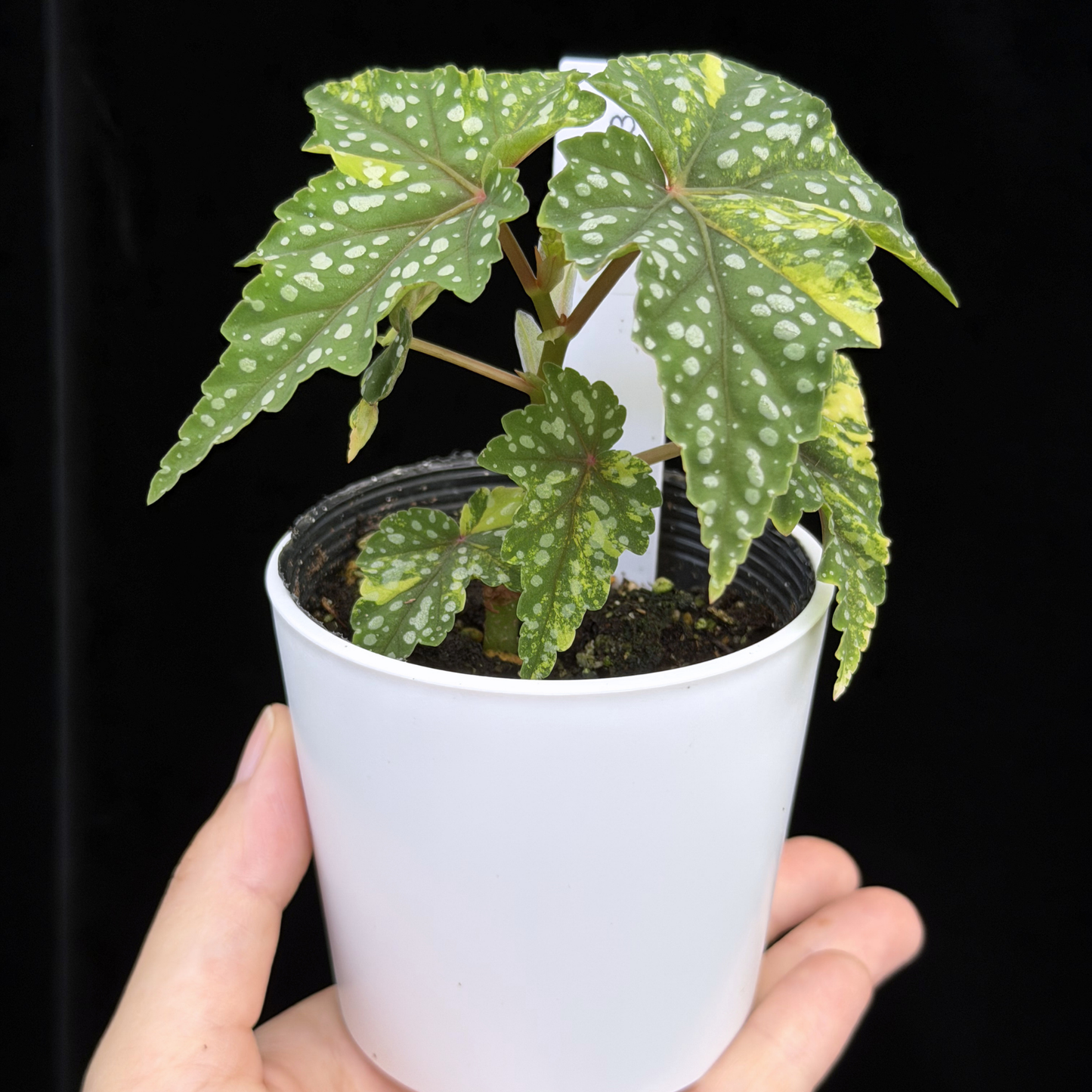 【一点もの】ベゴニア 出雲の煌星 斑入り Izumo no Kiraboshi variegated 希少 激レア