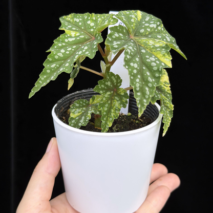 【一点もの】ベゴニア 出雲の煌星 斑入り Izumo no Kiraboshi variegated 希少 激レア
