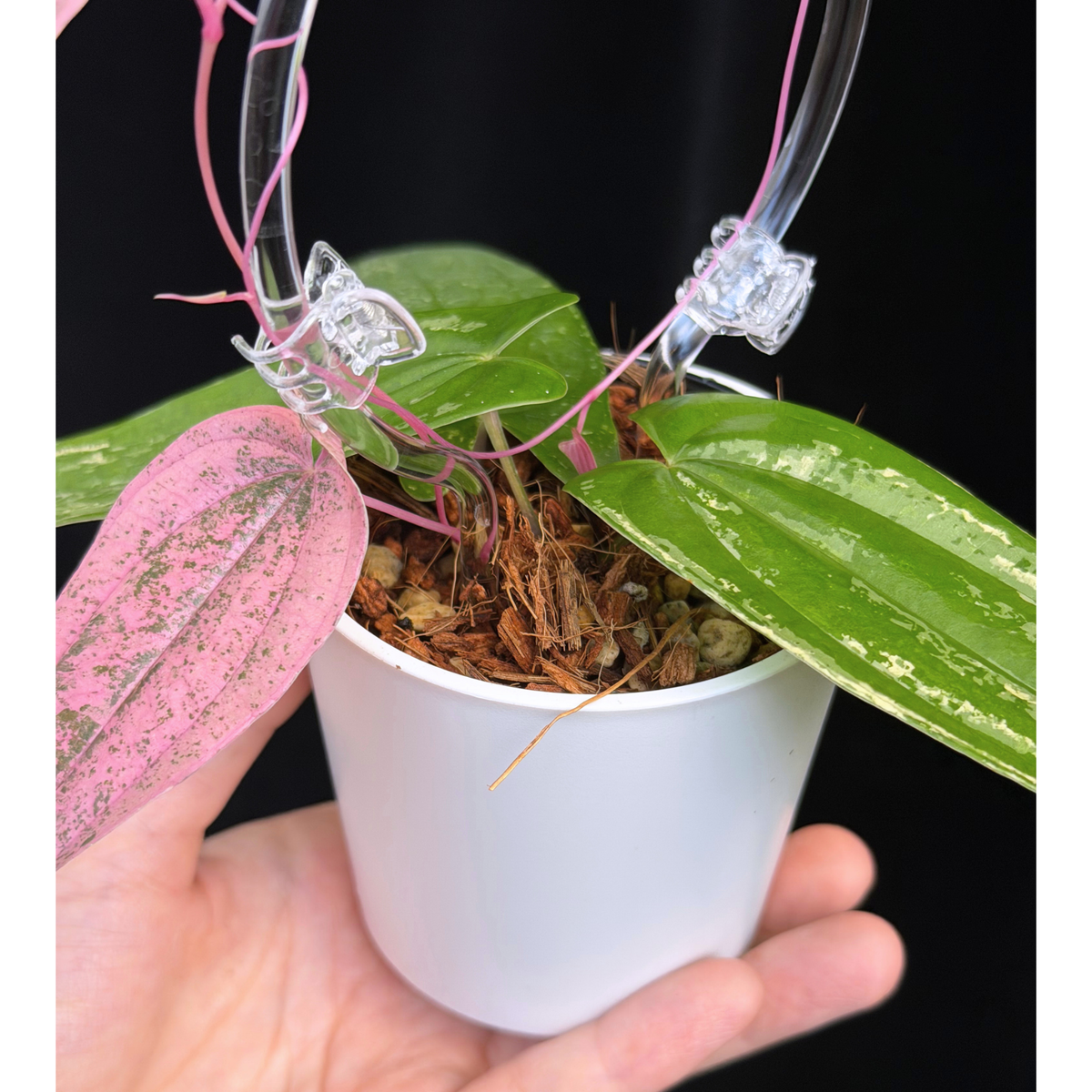 【一点もの】Dioscorea garrettii ‘Pixel’  クリア支柱Sサイズ仕立て ねこチップSS植え 激レア