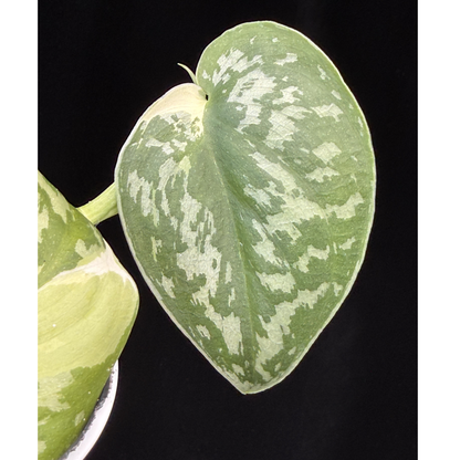 【一点もの】スキンダプサス ピクタス マヤリ Scindapsus Pictus variegata “Mayari “