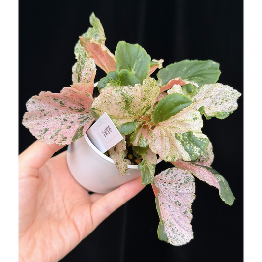 【一点もの】ベゴニア ククラータ ピンク斑入り begonia cucullata Pink variegated 希少 レア 3