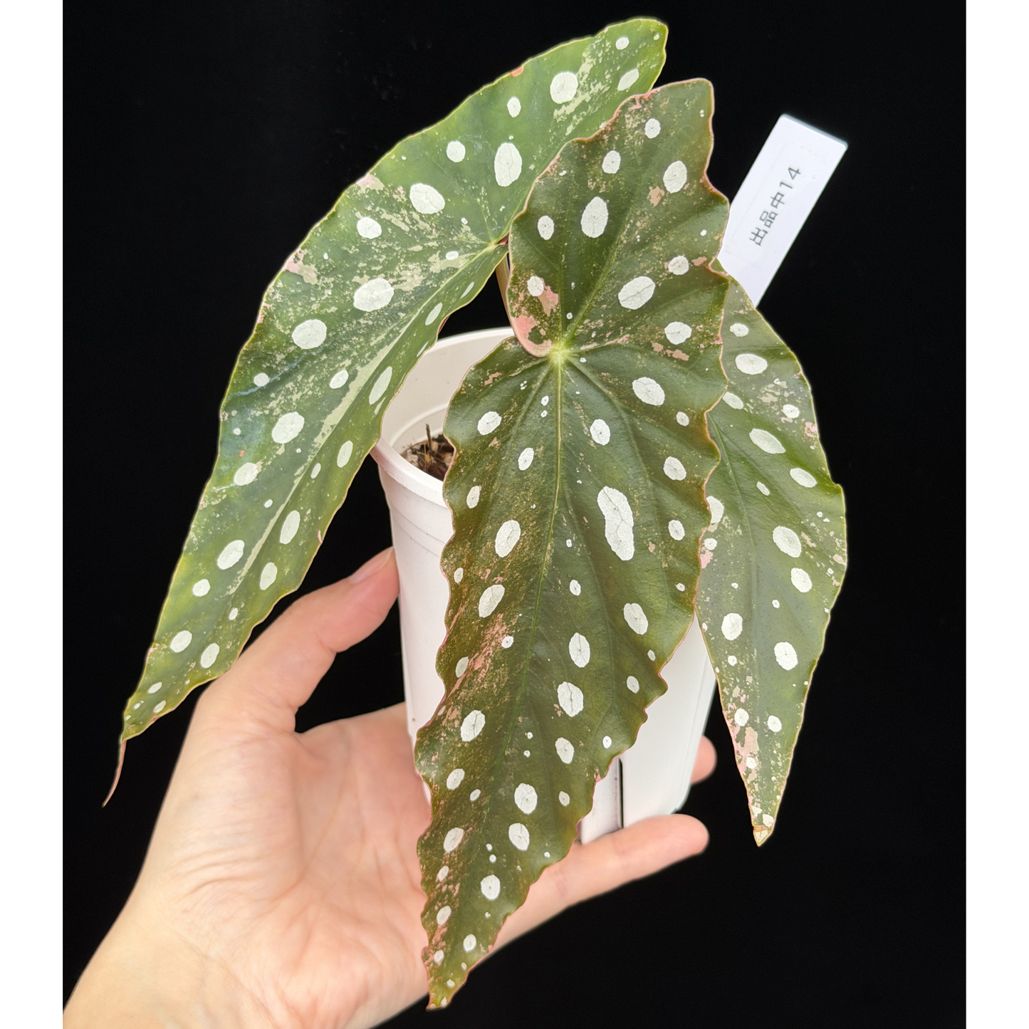 【一点もの】ベゴニア マクラータ ピンク 斑入り  希少 レア 14