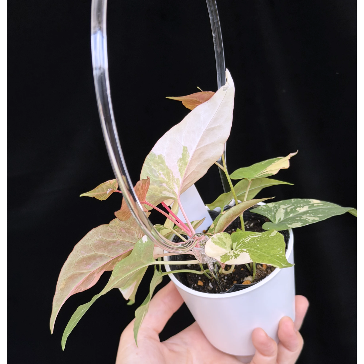 【一点もの】ファロピア マルチフローラ 斑入り クリア支柱Mサイズ仕立て Fallopia multiflora 'Variegata'　6