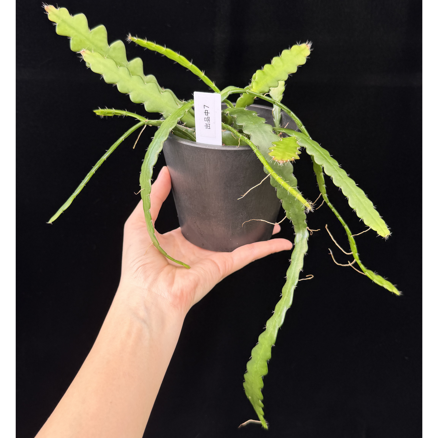 【一点もの】フィッシュボーンカクタス エビフィラム アングリガー 4号 プラスチック鉢 BLACK PLASTIC POT 受け皿付き 7