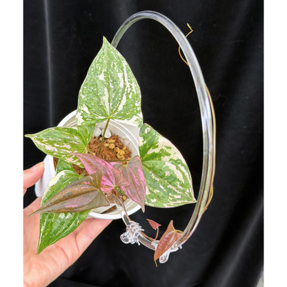 【一点もの】Dioscorea garrettii ‘Crystal’ ディオスコレア ‘クリスタル’ ねこチップSS植え 激レア
