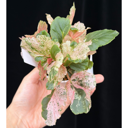 【一点もの】ベゴニア ククラータ ピンク斑入り begonia cucullata Pink variegated 希少 レア 3